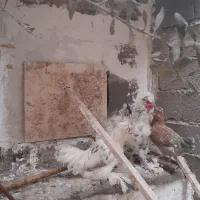 جفت مرغ و خروس کاکل پاپر|پرنده|منجیل, |دیوار