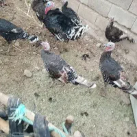 پنج عدد بوقلمو ماده دونه یک تومان