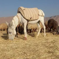 الاغ گله ایی به شرط