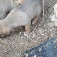 سگ نگهبان|سگ|خلخال, |دیوار