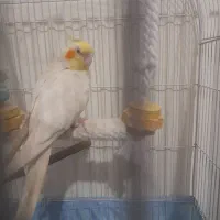 یک جفت عروس هلندی نر و ماده