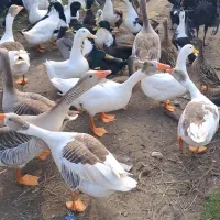 فروش غازواردک اسرائیلی