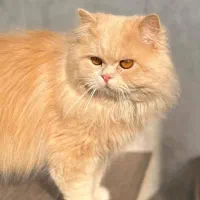 پرشین دال فیس