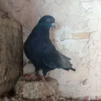 مجسمه ک ب و ت ر گ ر ف ت ن ی|مجسمه، تندیس، ماکت|کرباسک, |دیوار