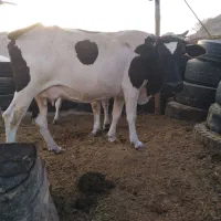 فروش گاو شیری آرام مخصوص در خونه|حیوانات مزرعه|کوخرد هرنگ, |دیوار