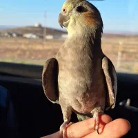 فروش عروس هلندی ماده