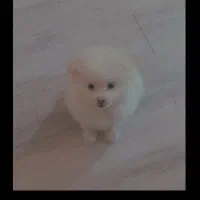 پامرخرسی|سگ|ساوه, |دیوار