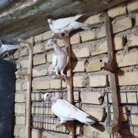 کفتر کفتر|پرنده|شیراز, حجت آباد|دیوار
