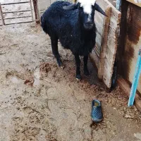 گوسفند شیشگ