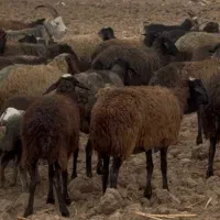 گوسفند زنده با قصاب و باسکول دیجیتال