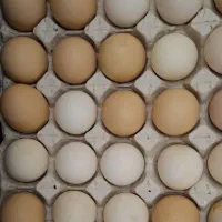 فروش تخم مرغ محلی