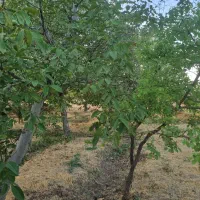 باغ گردو استان قزوین شهرک ضیاباد ۱۱۰۰ متر