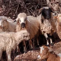 گوسفند|حیوانات مزرعه|کرمان, |دیوار