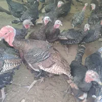 بوقلمون برنز|حیوانات مزرعه|تهران, شهرک طالقانی|دیوار