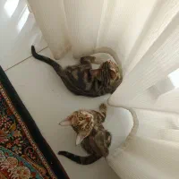 واگذاری ۲ بچه گربه