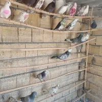 کبوترکفترگرفتنی