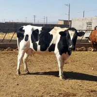 گاو تلیسه قربانی