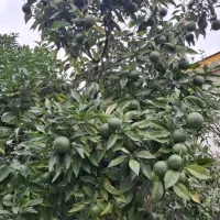 نارنج آبدار و تازه