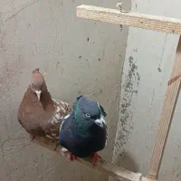 کبوتردورنگ|پرنده|اقبالیه, |دیوار