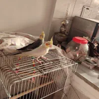 عروس هلندی نر و ماده