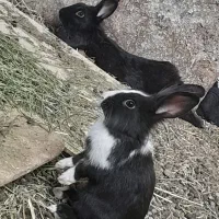 فروش خرگوش|موش و خرگوش|شهرکرد, |دیوار