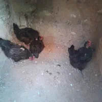 چهار عدد مرغ محلی تخمگذار