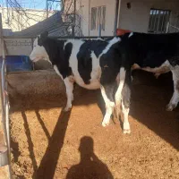 گوساله نر  تلیسه سیمینتال