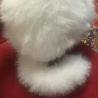 عروسک گربه|اسباببازی بچه|شیراز, فرهنگ شهر|دیوار