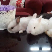 خرگوش نیمه لوپ