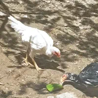 لاری 5 ماه نسل دار