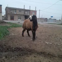 گوسفنت توقلی نر چاق ۲۶۰۰۰۰۰۰