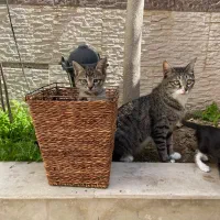 واگذاری گربه