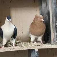 کله زرد درشت