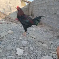 خروس چابهاری زات دار|حیوانات مزرعه|میناب, |دیوار