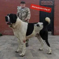 واگذاری سگ  می   پ  ذیرم  رایگان سگ واگذاری