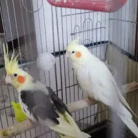 عروس هلندی مولد