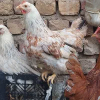 مرغ رسمی خروس کوشین سفید لاری