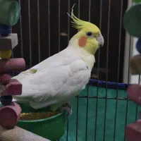 عروس هلندی نر سخنگو