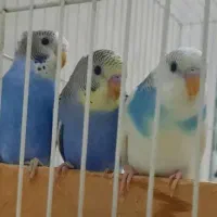 مرغ عشق جفت با جوجه|پرنده|مشهد, کوثر|دیوار