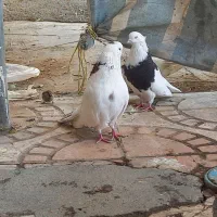 کبوتر نقابی|پرنده|کرمانشاه, |دیوار