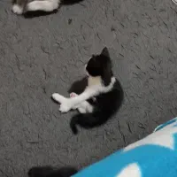 واگذاری گربه تاکسیدو نژاد dsh