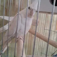 عروس هلندی آلبینو نرو ماده