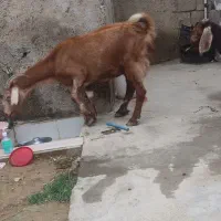 بز ابستن