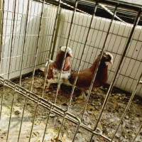 جفت شازده سرخ|پرنده|اردکان, |دیوار