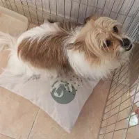 واگذاری شیتزو تریر