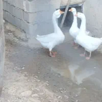 غوغاز|حیوانات مزرعه|شاهین دژ, |دیوار