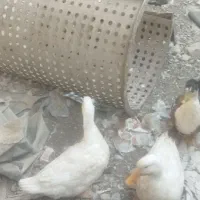 سه عدد اردک بزرگ