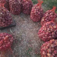 پیاز  قرمز تولکی رامهرمز