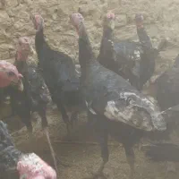 بوقلمون محلی|حیوانات مزرعه|زهک, |دیوار