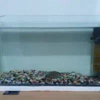 اکواریوم و ماهی گوپی